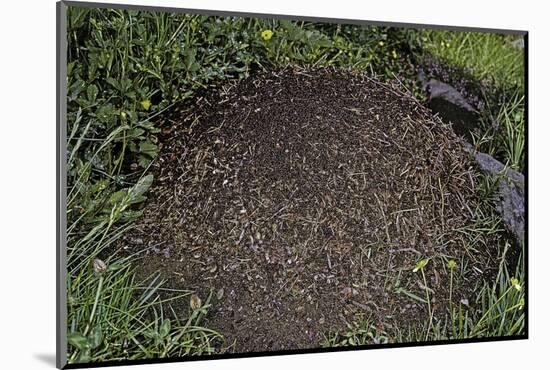 Formica Rufa (Red Wood Ant) - Dome-Shaped Nest-Paul Starosta-Mounted Photographic Print