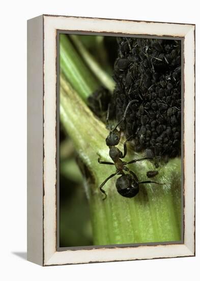 Formica Rufa (Red Wood Ant) - with Aphids-Paul Starosta-Framed Premier Image Canvas