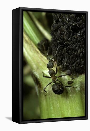Formica Rufa (Red Wood Ant) - with Aphids-Paul Starosta-Framed Premier Image Canvas
