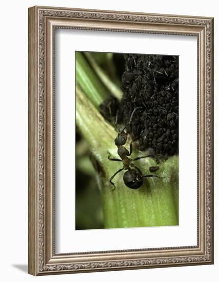 Formica Rufa (Red Wood Ant) - with Aphids-Paul Starosta-Framed Photographic Print