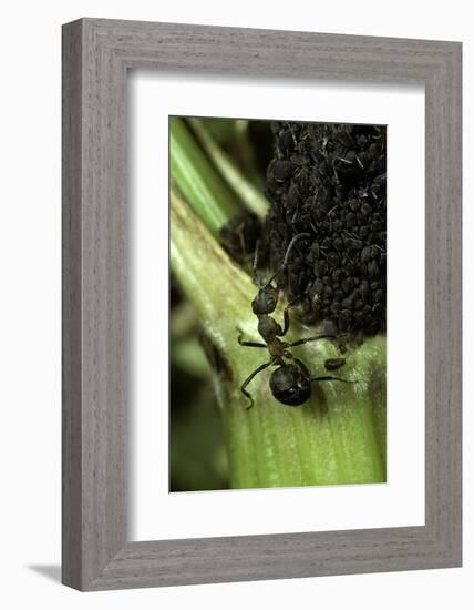 Formica Rufa (Red Wood Ant) - with Aphids-Paul Starosta-Framed Photographic Print