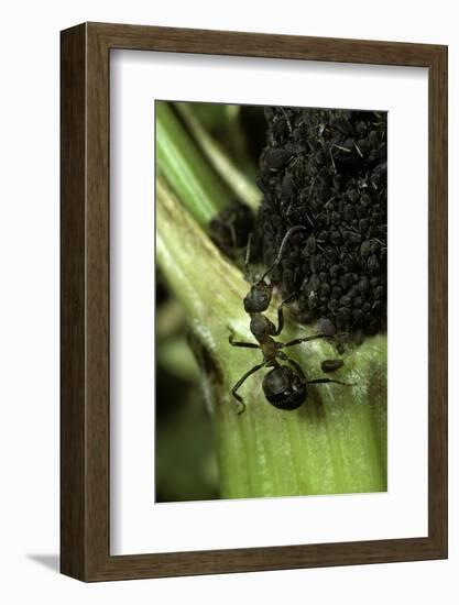 Formica Rufa (Red Wood Ant) - with Aphids-Paul Starosta-Framed Photographic Print