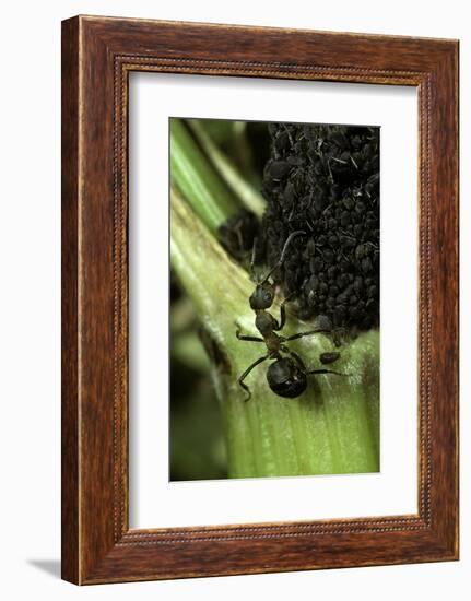 Formica Rufa (Red Wood Ant) - with Aphids-Paul Starosta-Framed Photographic Print