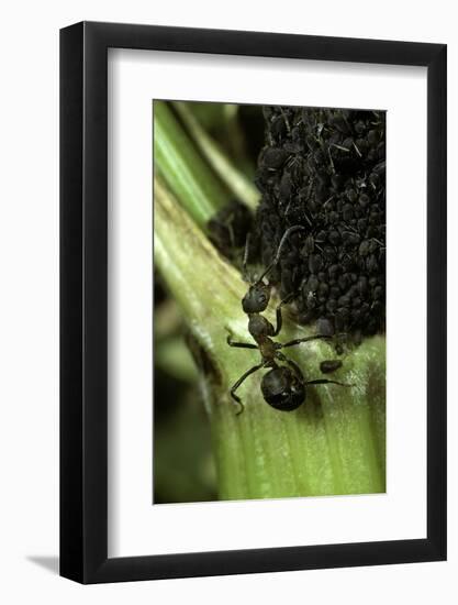 Formica Rufa (Red Wood Ant) - with Aphids-Paul Starosta-Framed Photographic Print