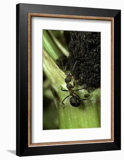 Formica Rufa (Red Wood Ant) - with Aphids-Paul Starosta-Framed Photographic Print