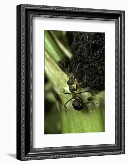 Formica Rufa (Red Wood Ant) - with Aphids-Paul Starosta-Framed Photographic Print