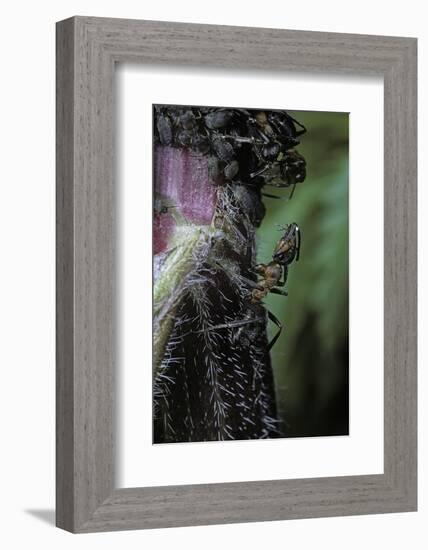 Formica Rufa (Red Wood Ant) - with Aphids-Paul Starosta-Framed Photographic Print