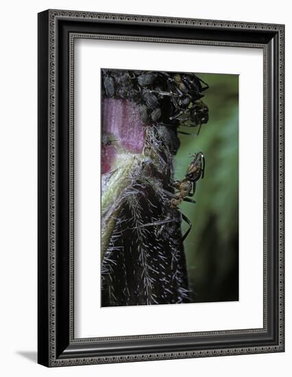 Formica Rufa (Red Wood Ant) - with Aphids-Paul Starosta-Framed Photographic Print