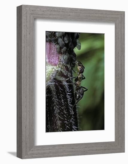 Formica Rufa (Red Wood Ant) - with Aphids-Paul Starosta-Framed Photographic Print