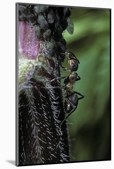 Formica Rufa (Red Wood Ant) - with Aphids-Paul Starosta-Mounted Photographic Print