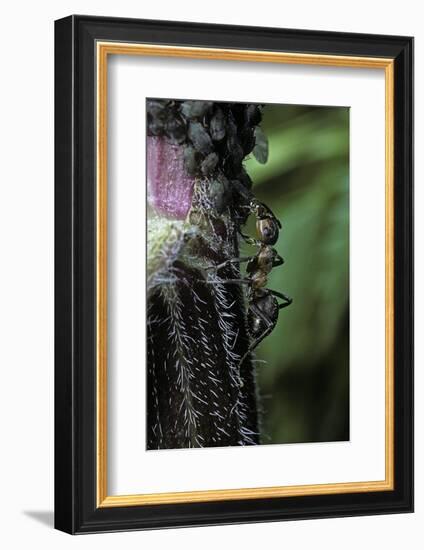 Formica Rufa (Red Wood Ant) - with Aphids-Paul Starosta-Framed Photographic Print