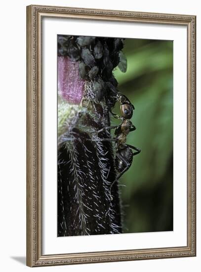 Formica Rufa (Red Wood Ant) - with Aphids-Paul Starosta-Framed Photographic Print