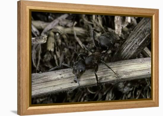 Formica Rufa (Red Wood Ant)-Paul Starosta-Framed Premier Image Canvas