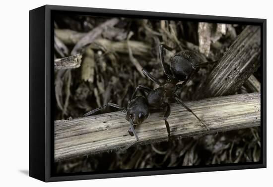 Formica Rufa (Red Wood Ant)-Paul Starosta-Framed Premier Image Canvas