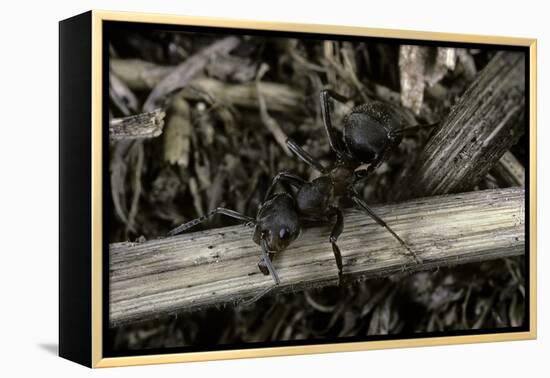 Formica Rufa (Red Wood Ant)-Paul Starosta-Framed Premier Image Canvas