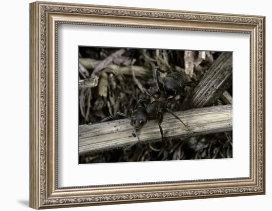 Formica Rufa (Red Wood Ant)-Paul Starosta-Framed Photographic Print