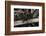 Formica Rufa (Red Wood Ant)-Paul Starosta-Framed Photographic Print