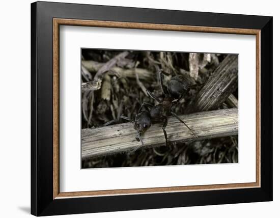 Formica Rufa (Red Wood Ant)-Paul Starosta-Framed Photographic Print