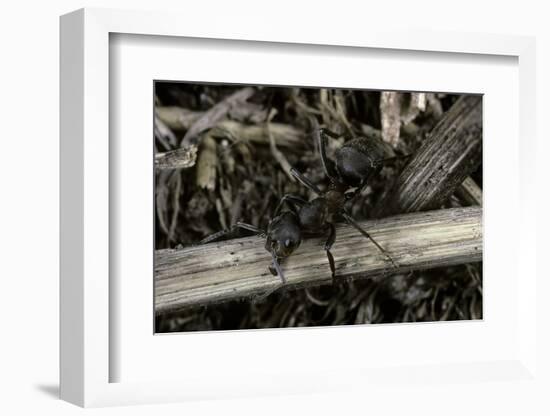 Formica Rufa (Red Wood Ant)-Paul Starosta-Framed Photographic Print