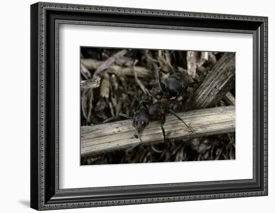 Formica Rufa (Red Wood Ant)-Paul Starosta-Framed Photographic Print
