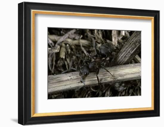 Formica Rufa (Red Wood Ant)-Paul Starosta-Framed Photographic Print