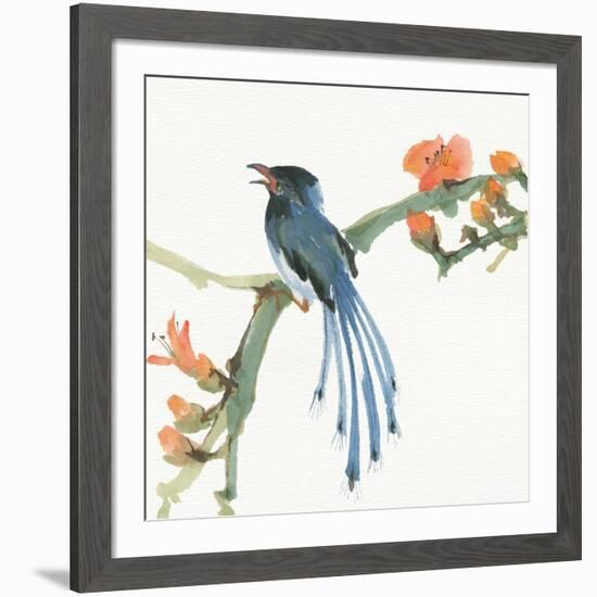 Formosan Blue Magpie-Chris Paschke-Framed Premium Giclee Print