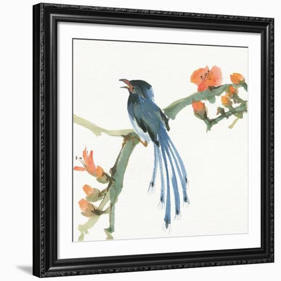 Formosan Blue Magpie-Chris Paschke-Framed Premium Giclee Print