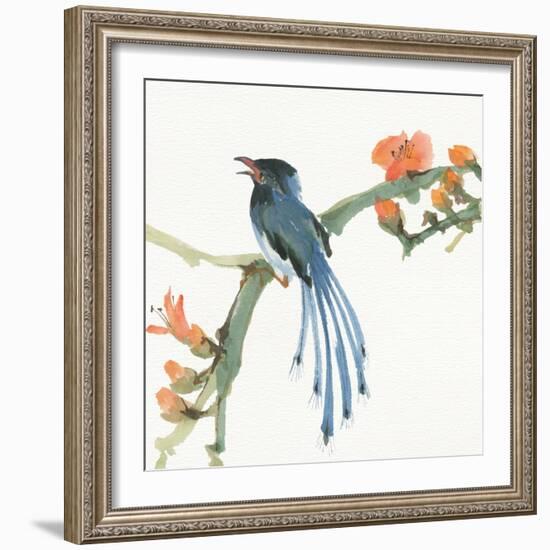 Formosan Blue Magpie-Chris Paschke-Framed Art Print