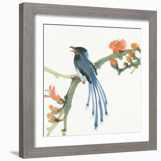 Formosan Blue Magpie-Chris Paschke-Framed Art Print