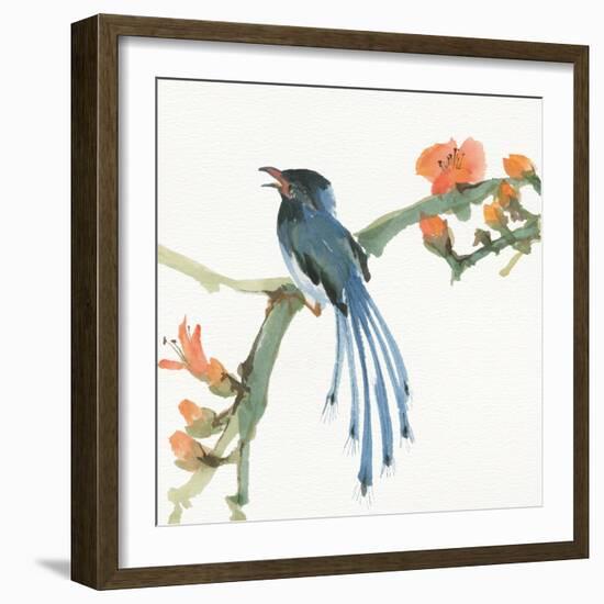 Formosan Blue Magpie-Chris Paschke-Framed Art Print