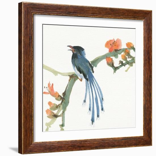 Formosan Blue Magpie-Chris Paschke-Framed Art Print