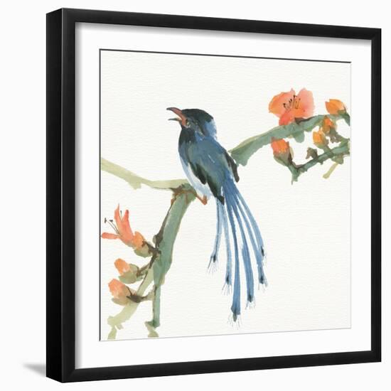 Formosan Blue Magpie-Chris Paschke-Framed Art Print