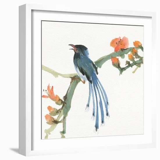 Formosan Blue Magpie-Chris Paschke-Framed Art Print