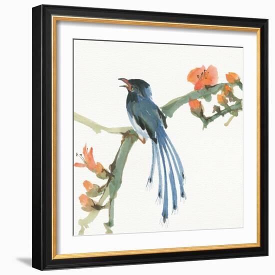 Formosan Blue Magpie-Chris Paschke-Framed Art Print