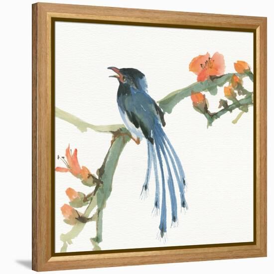 Formosan Blue Magpie-Chris Paschke-Framed Stretched Canvas