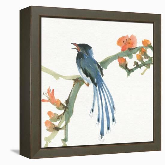 Formosan Blue Magpie-Chris Paschke-Framed Stretched Canvas