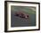 Formula Atlantic Racing Car Action-null-Framed Photographic Print