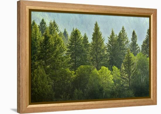 Forrest of Green Pine Trees on Mountainside with Rain-eric1513-Framed Premier Image Canvas