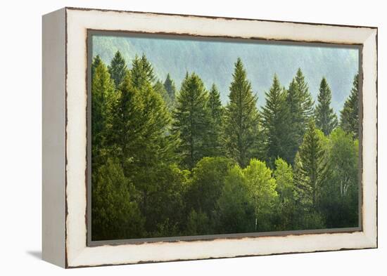 Forrest of Green Pine Trees on Mountainside with Rain-eric1513-Framed Premier Image Canvas