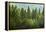 Forrest of Green Pine Trees on Mountainside with Rain-eric1513-Framed Premier Image Canvas