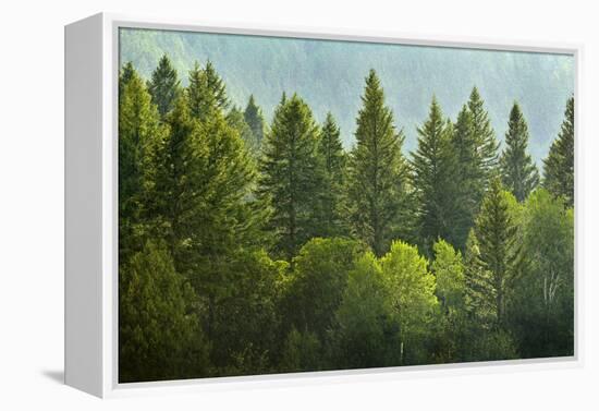 Forrest of Green Pine Trees on Mountainside with Rain-eric1513-Framed Premier Image Canvas