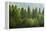 Forrest of Green Pine Trees on Mountainside with Rain-eric1513-Framed Premier Image Canvas