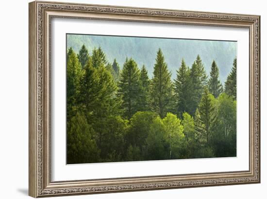 Forrest of Green Pine Trees on Mountainside with Rain-eric1513-Framed Photographic Print