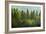 Forrest of Green Pine Trees on Mountainside with Rain-eric1513-Framed Photographic Print