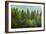 Forrest of Green Pine Trees on Mountainside with Rain-eric1513-Framed Photographic Print