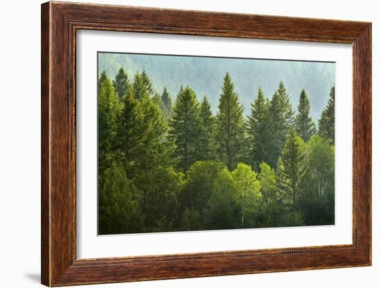 Forrest of Green Pine Trees on Mountainside with Rain-eric1513-Framed Photographic Print