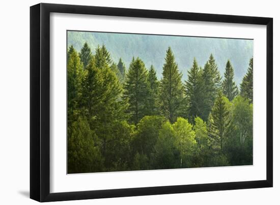 Forrest of Green Pine Trees on Mountainside with Rain-eric1513-Framed Photographic Print