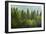 Forrest of Green Pine Trees on Mountainside with Rain-eric1513-Framed Photographic Print