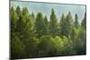 Forrest of Green Pine Trees on Mountainside with Rain-eric1513-Mounted Photographic Print