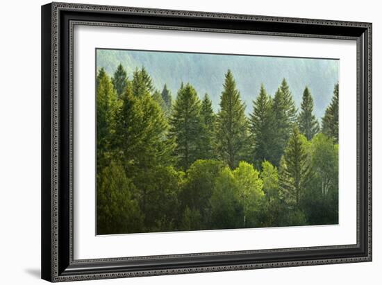 Forrest of Green Pine Trees on Mountainside with Rain-eric1513-Framed Photographic Print